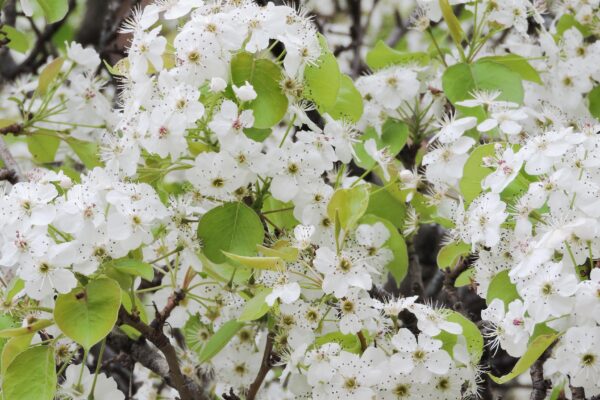 Pyrus calleryana ′Glen’s Form′ [sold as Chanticleer®] - Flowers