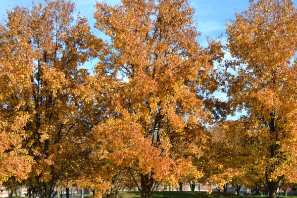 Pyrus calleryana ′Glen’s Form′ [sold as Chanticleer®] - Fall Color