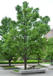 Pyrus calleryana ′Glen’s Form′ [sold as Chanticleer®] - Overall Summer Habit