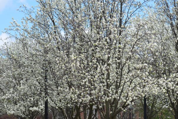 Pyrus calleryana ′Glen’s Form′ [sold as Chanticleer®] - Flowering Habit