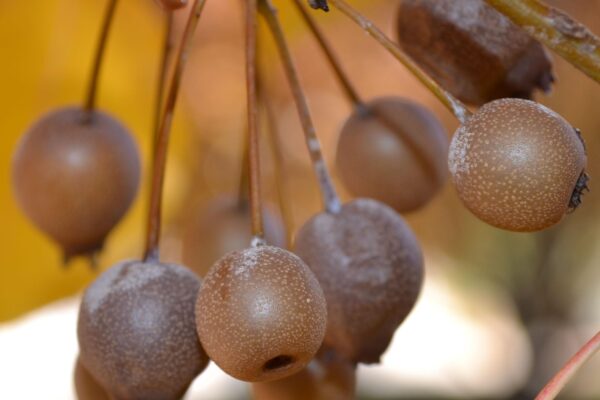 Pyrus calleryana ′Glen’s Form′ [sold as Chanticleer®] - Fruit in Fall