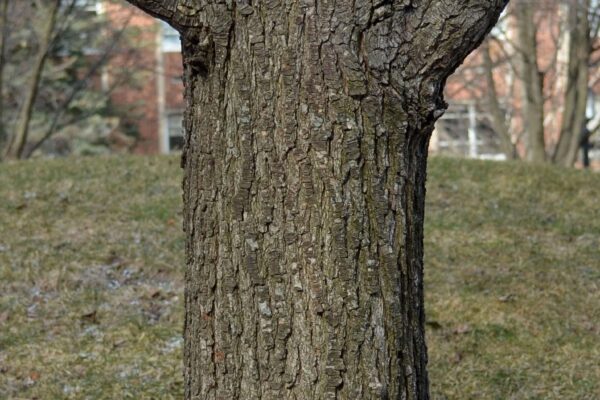 Pyrus calleryana ′Glen’s Form′ [sold as Chanticleer®] - Bark