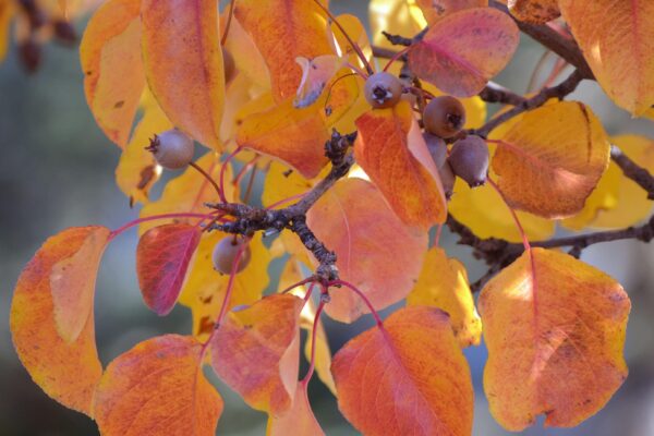 Pyrus calleryana ′Glen’s Form′ [sold as Chanticleer®] - Fall Foliage