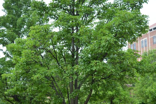 Pyrus calleryana ′Glen’s Form′ [sold as Chanticleer®] - Overall Summer Habit