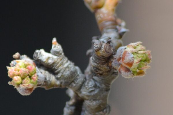 Pyrus calleryana ′Glen’s Form′ [sold as Chanticleer®] - Leaf Buds