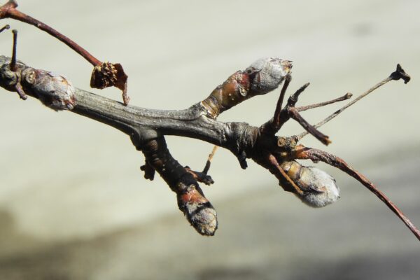 Pyrus calleryana ′Glen’s Form′ [sold as Chanticleer®] - Buds