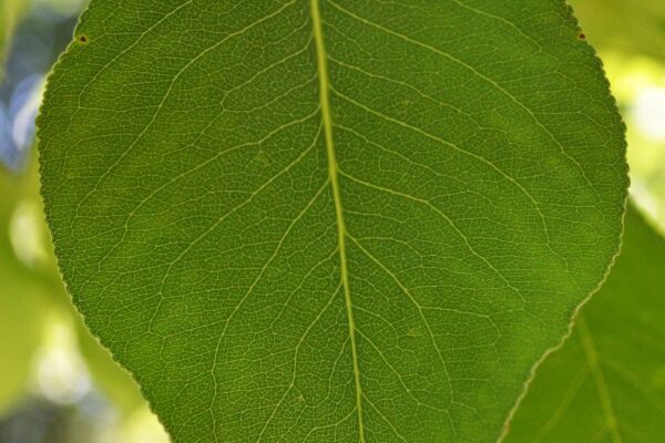 Pyrus calleryana ′Redspire′ - Leaf