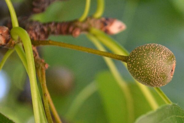 Pyrus calleryana ′Redspire′ - Fruit