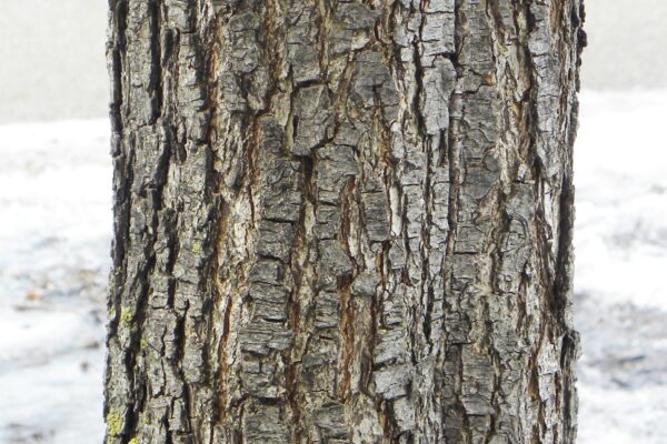 Pyrus calleryana ′Redspire′ - Bark