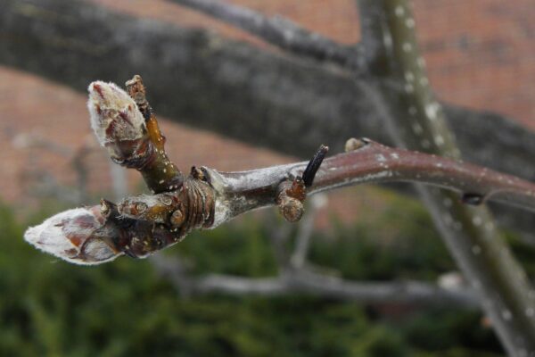 Pyrus calleryana ′Redspire′ - Buds