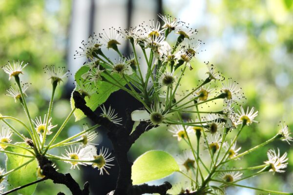 Pyrus calleryana ′Redspire′ - Remnant Flowers