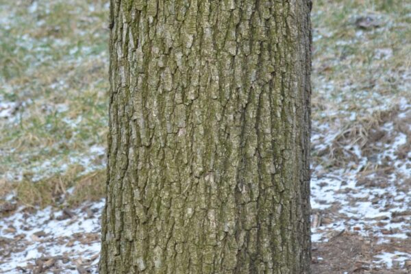 Pyrus calleryana ′Redspire′ - Bark