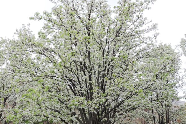 Pyrus calleryana ′Redspire′ - Flowering Habit