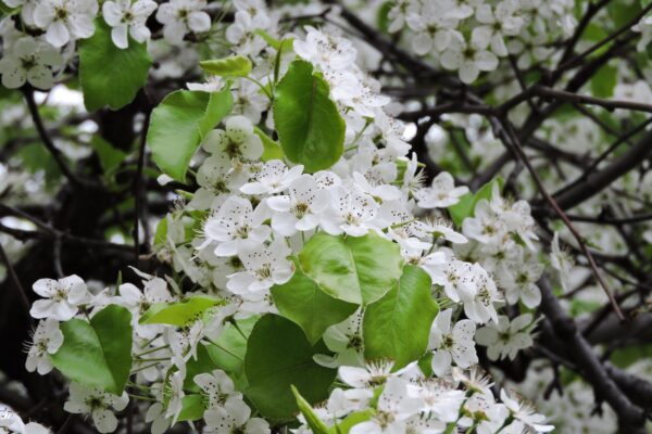 Pyrus calleryana ′Redspire′ - Flowers