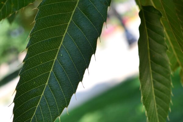 Quercus acutissima - Leaf