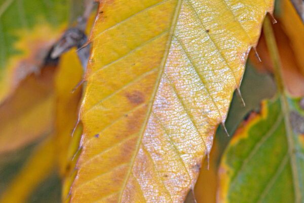 Quercus acutissima - Fall Leaf