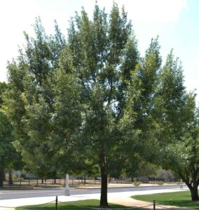 Quercus acutissima - Overall Tree in Summer