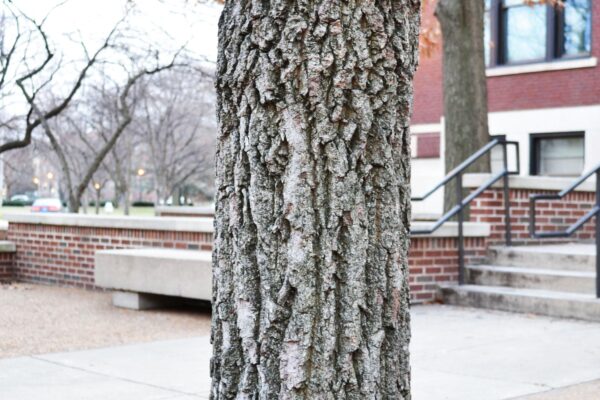 Quercus acutissima - Bark