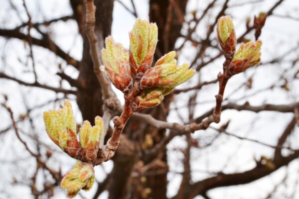 Quercus acutissima - Emerging Flowers