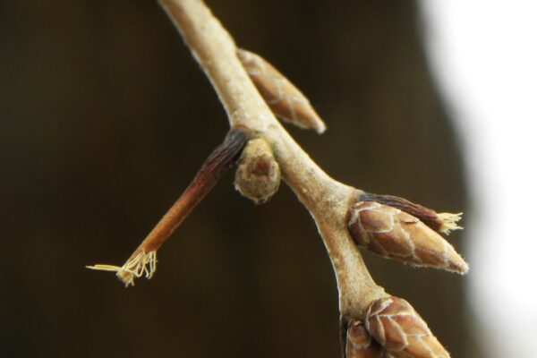 Quercus acutissima - Buds