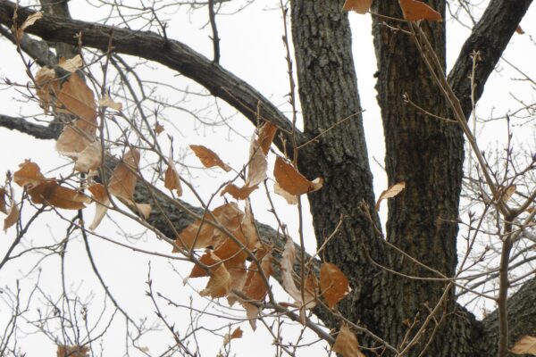 Quercus acutissima - Bark and Old Foliage