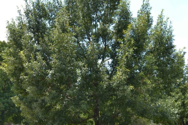 Quercus acutissima - Overall Tree in Summer