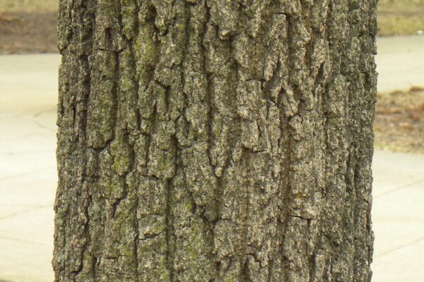 Quercus acutissima - Bark