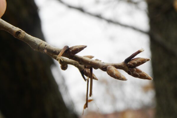 Quercus acutissima - Buds