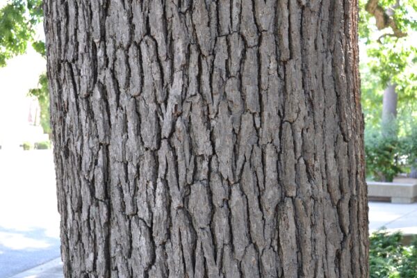 Quercus alba - Bark