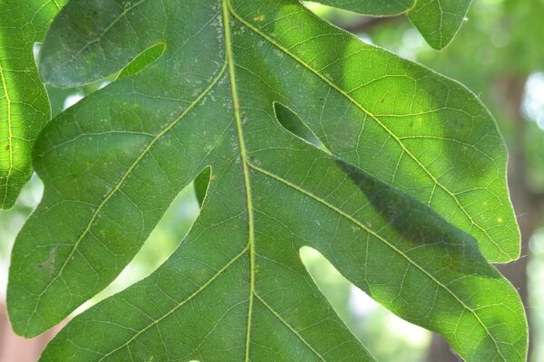 Quercus alba - Leaf
