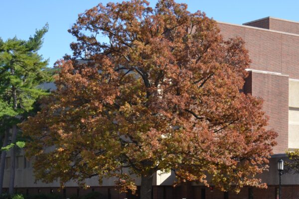 Quercus alba - Fall Color