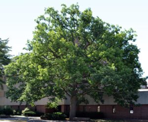 Quercus alba - Overall Tree in Summer