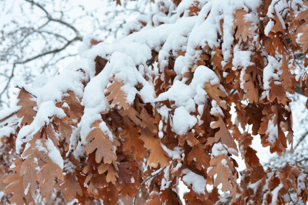 Quercus alba - Winter Interest