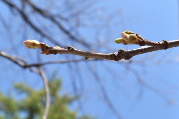 Quercus alba - Leaf Bud