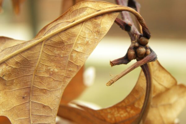 Quercus alba - Buds and Old Foliage