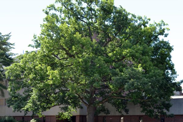 Quercus alba - Overall Tree in Summer