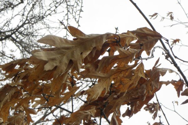 Quercus alba - Old Foliage