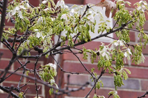 Quercus alba - Flowers and Emerging Foliage