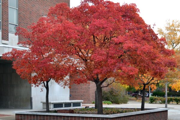 Acer tataricum ssp. ginnala ′Flame′ - Overall Tree in Fall