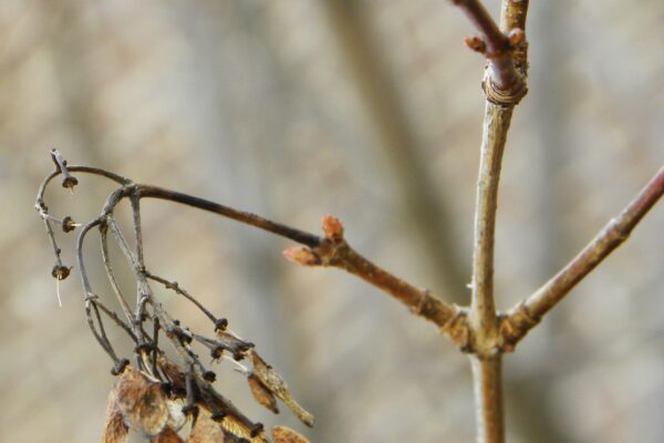 Acer tataricum ssp. ginnala ′Flame′ - Buds and Old Samaras