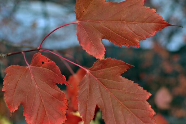 Acer tataricum ssp. ginnala ′Flame′ - Fall Leaf