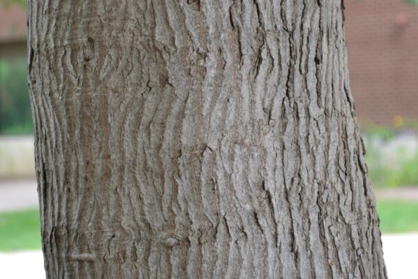Acer tataricum ssp. ginnala ′Flame′ - Bark