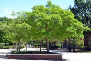 Acer tataricum ssp. ginnala ′Flame′ - Overall Tree in Summer