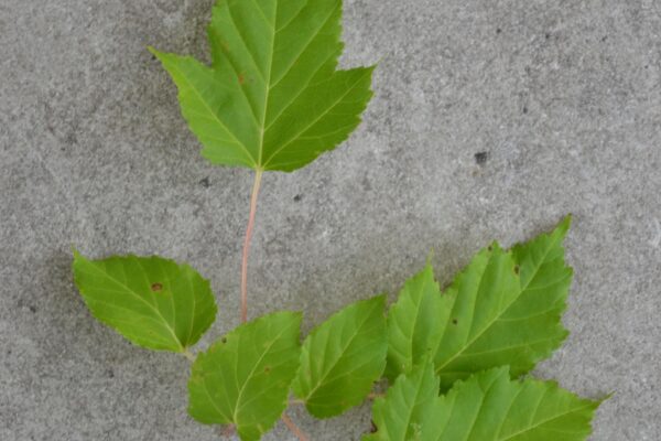 Acer tataricum ssp. ginnala ′Flame′ - Foliage