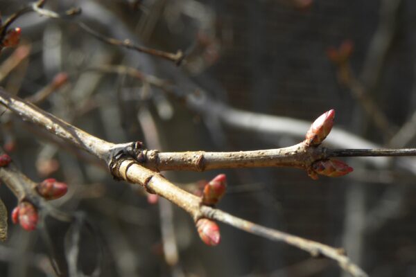 Acer tataricum ssp. ginnala ′Flame′ - Buds