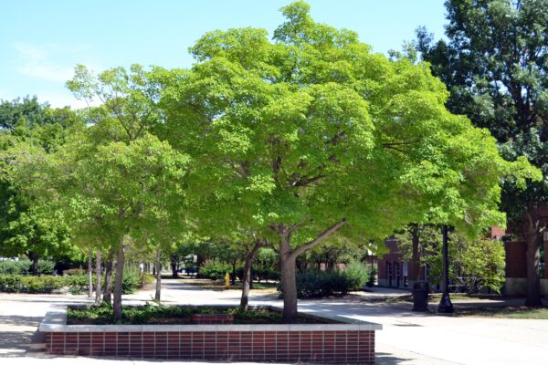 Acer tataricum ssp. ginnala ′Flame′ - Overall Tree in Summer