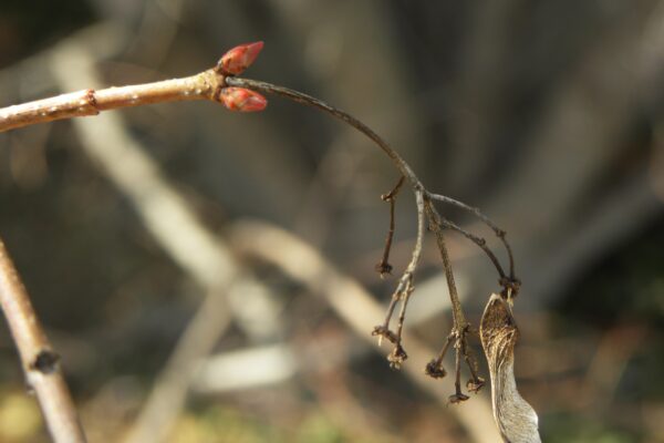 Acer tataricum ssp. ginnala ′Flame′ - Buds and Old Samara