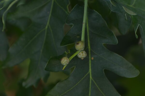 Quercus × ′Crimschmidt′ [sold as Crimson Spire™] - Unripe Fruit