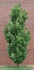 Quercus × ′Crimschmidt′ [sold as Crimson Spire™] - Overall Tree in Summer