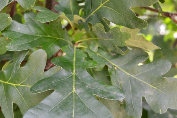 Quercus × ′Crimschmidt′ [sold as Crimson Spire™] - Foliage